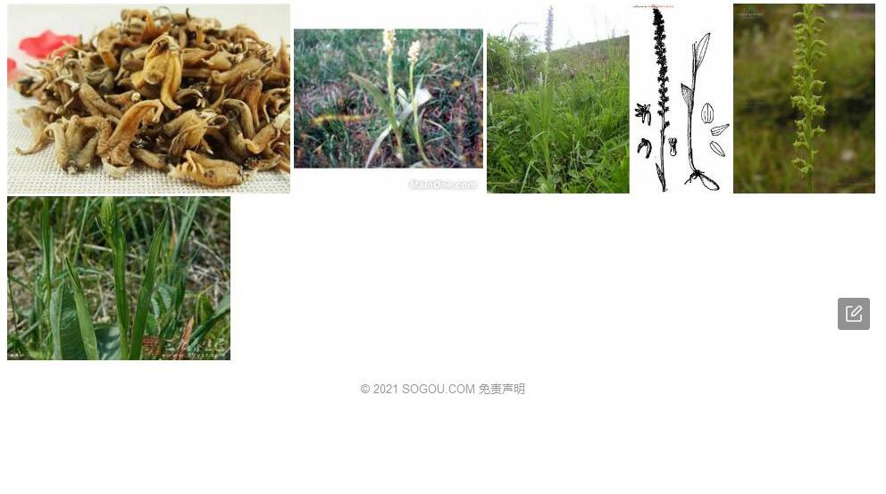 一掌参照片和图片/
