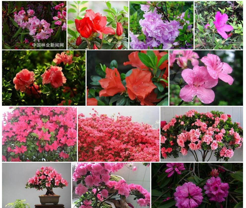 一朵花杜鹃照片和图片/