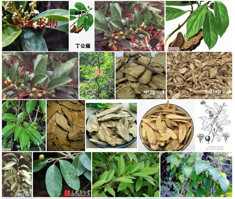 丁公藤照片和图片/
