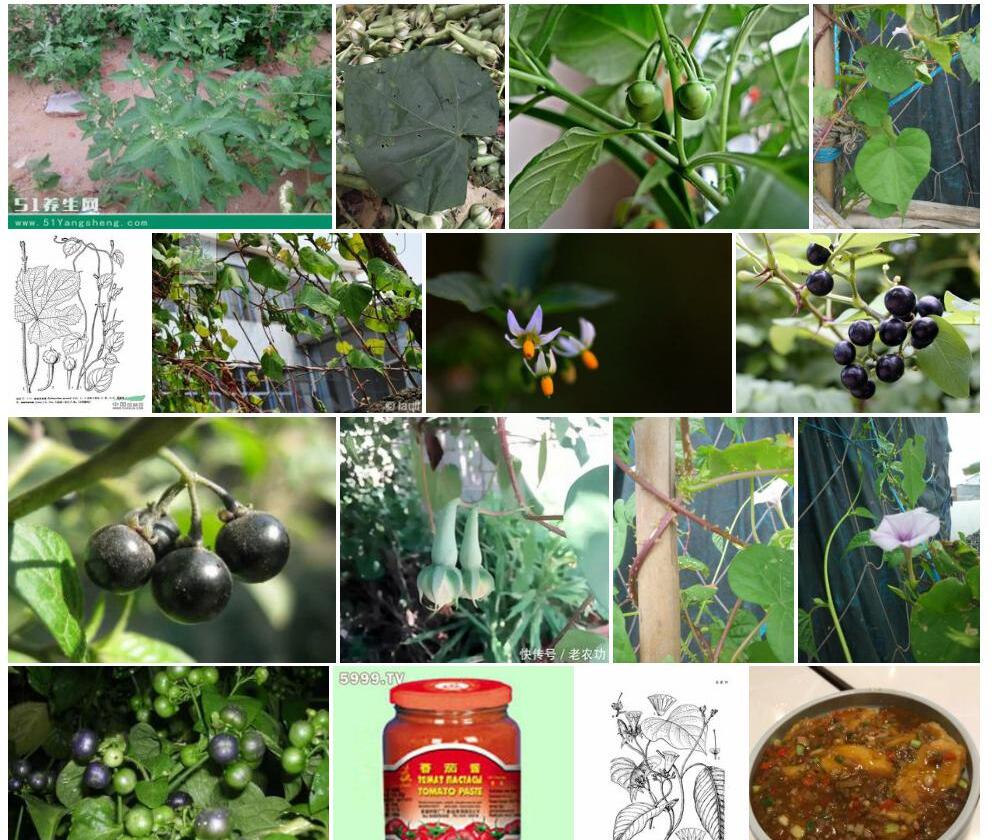 丁香茄照片和图片/