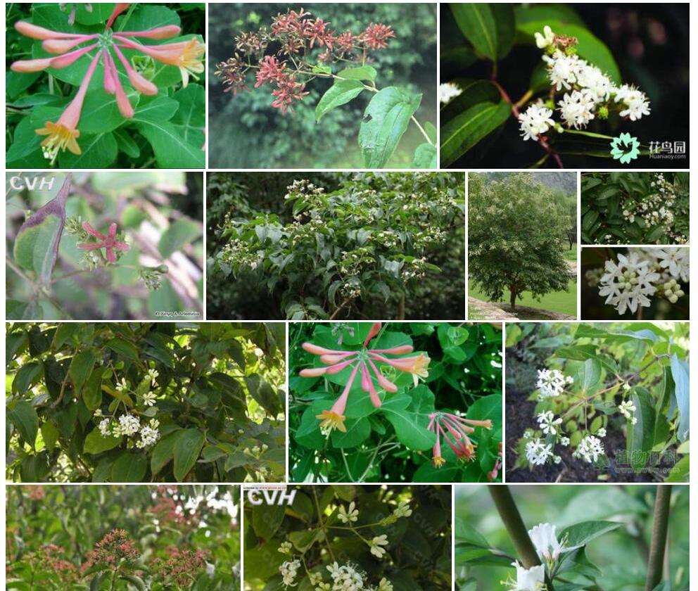 七子花照片和图片/