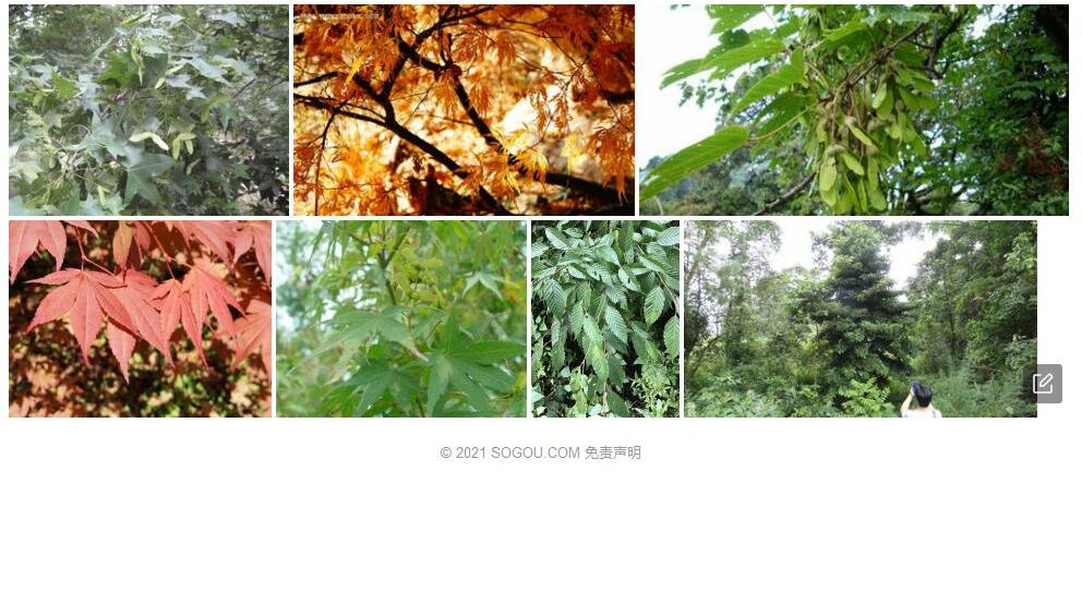 七裂槭照片和图片/