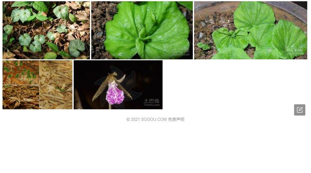 七角叶芋兰照片和图片/
