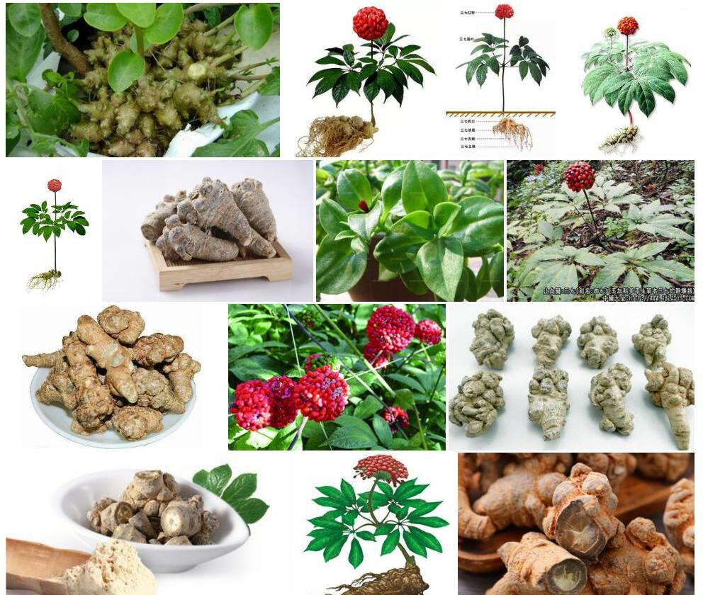 三七照片和图片/