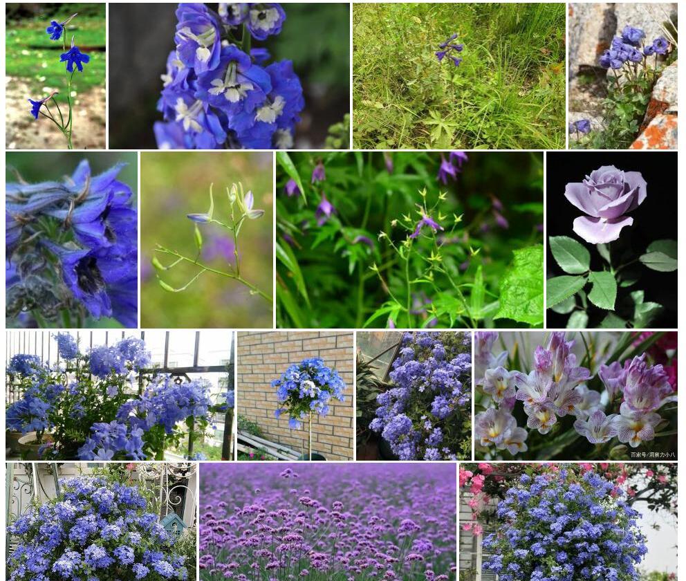 三出翠雀花照片和图片/