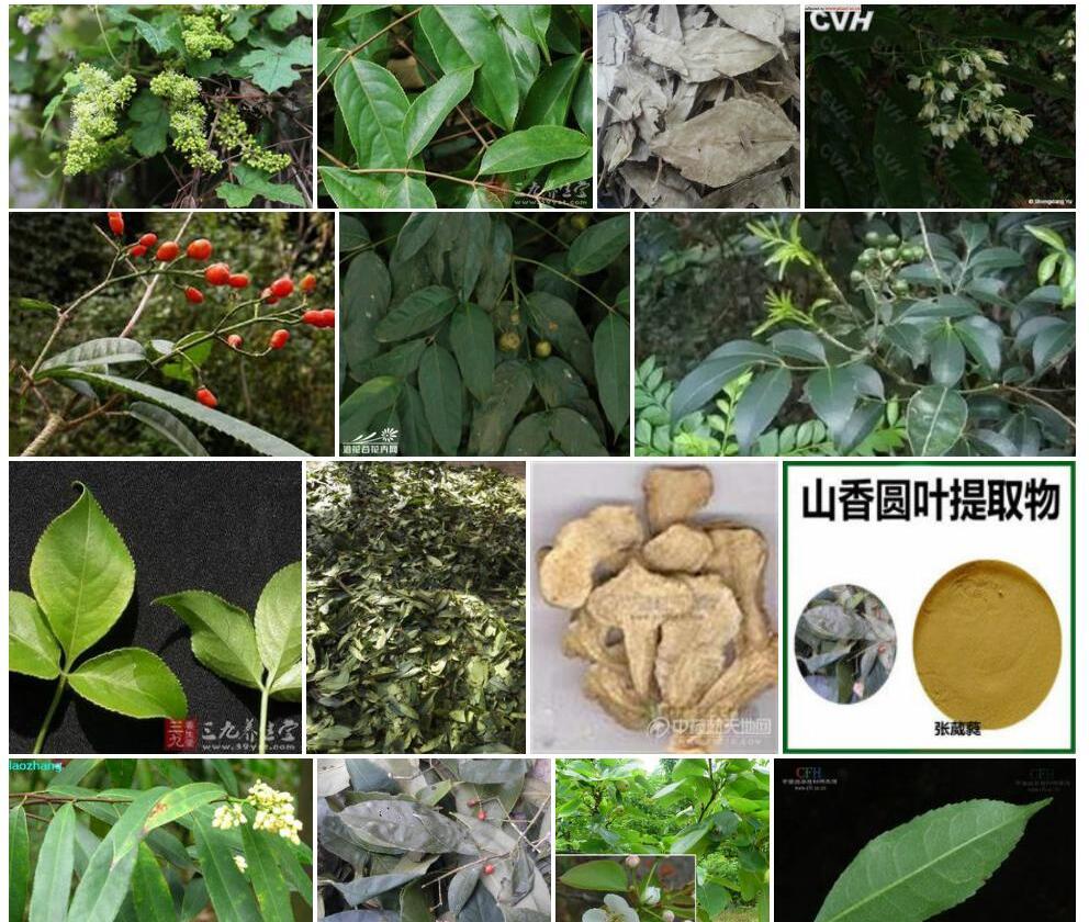 三叶山香圆照片和图片/