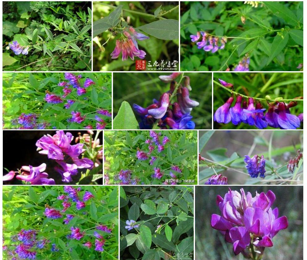 三叶歪头菜照片和图片/