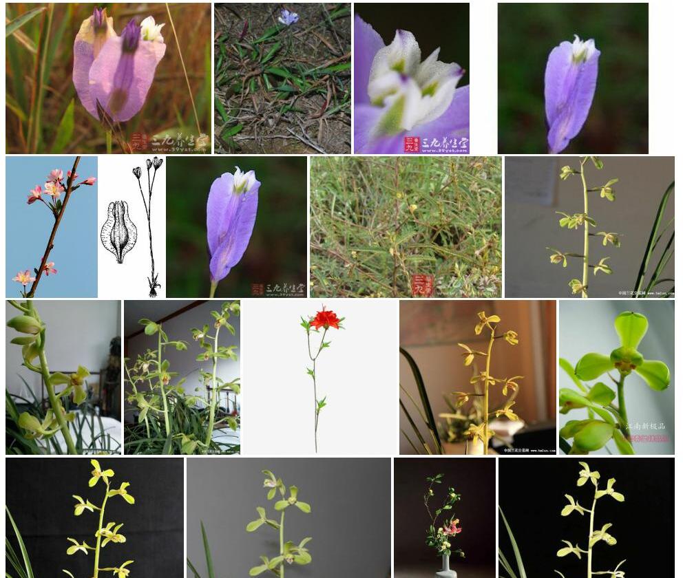 三品一枝花照片和图片/