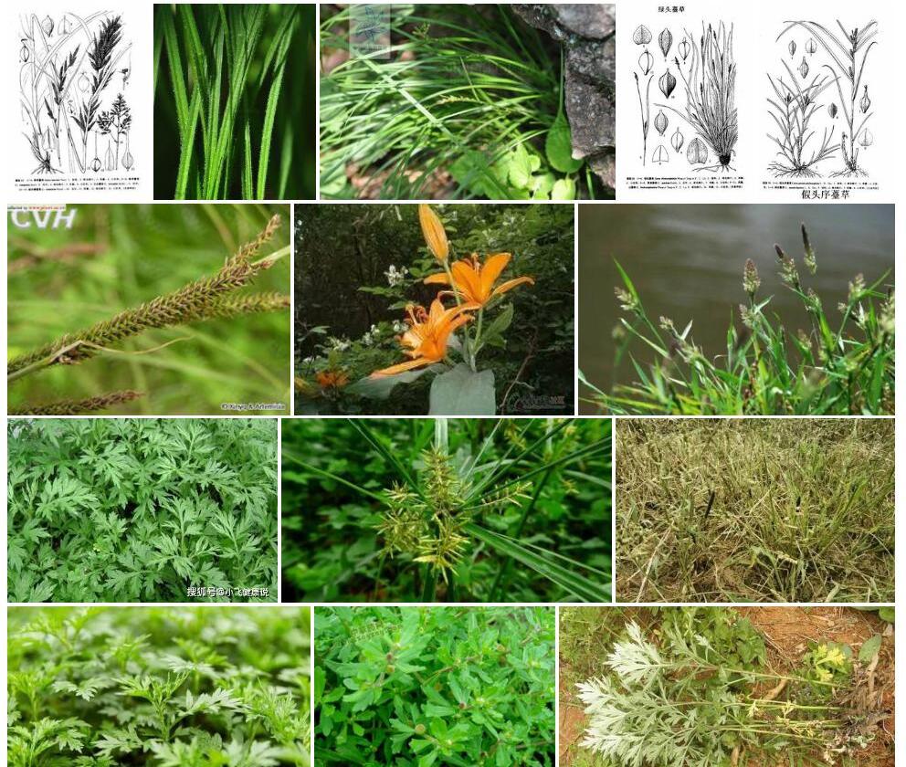 三头薹草照片和图片/