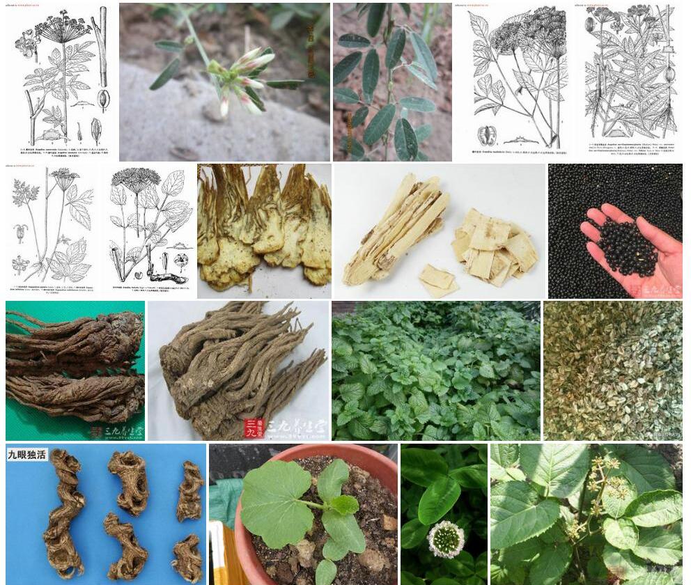 三小叶当归照片和图片/