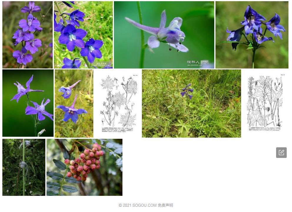 三小叶翠雀花照片和图片/