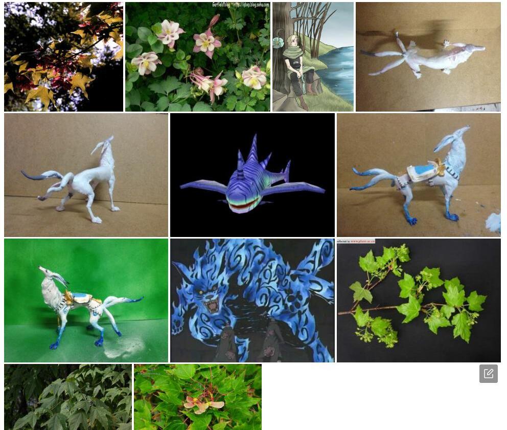 三尾青皮槭照片和图片/