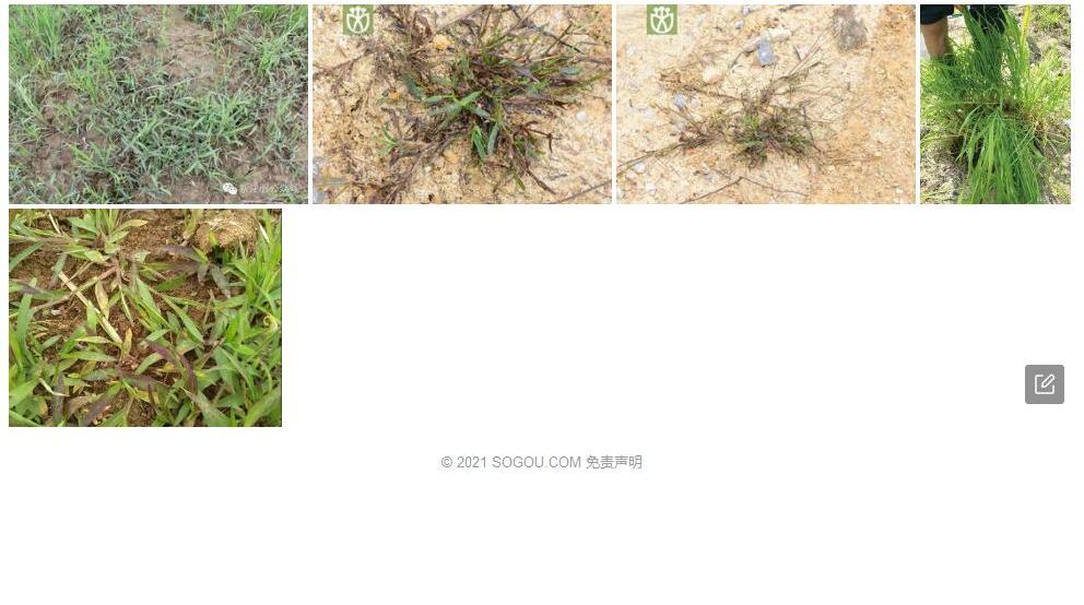 三数马唐照片和图片/