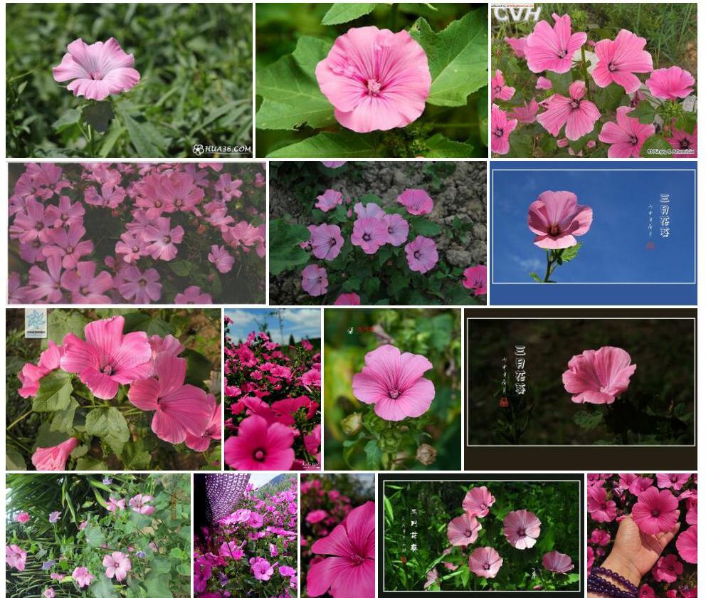 三月花葵照片和图片/