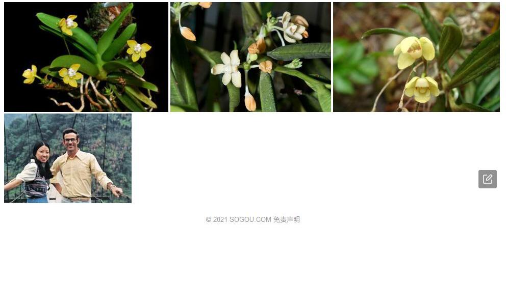 三毛白点兰照片和图片/
