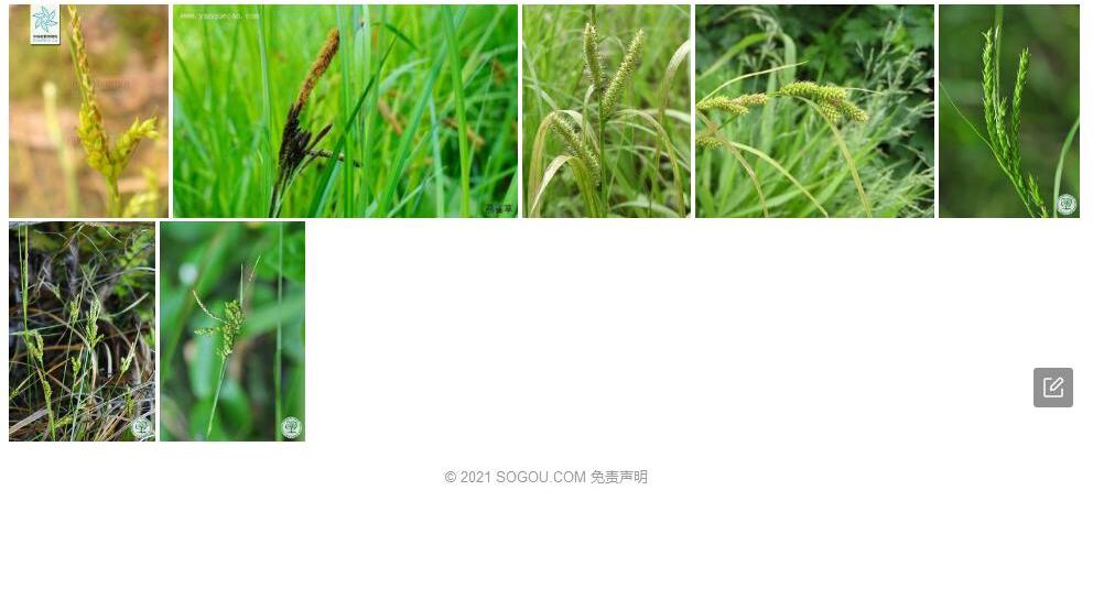 三穗薹草照片和图片/
