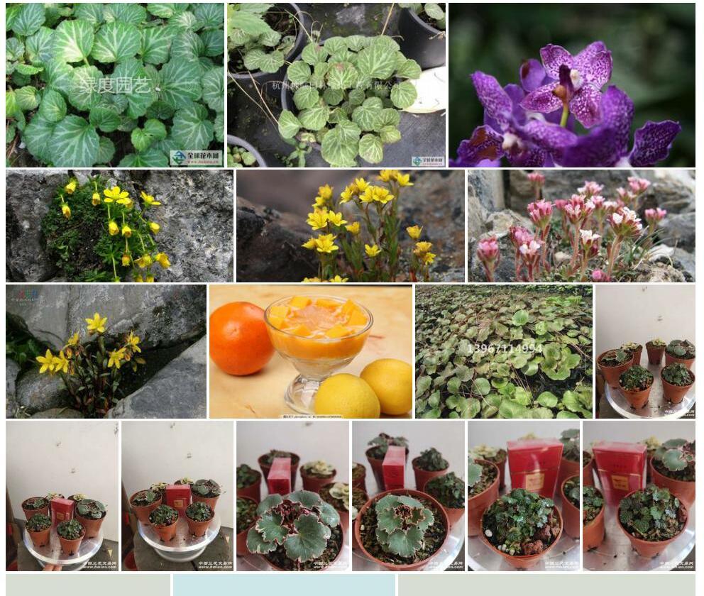 三芒虎耳草照片和图片/