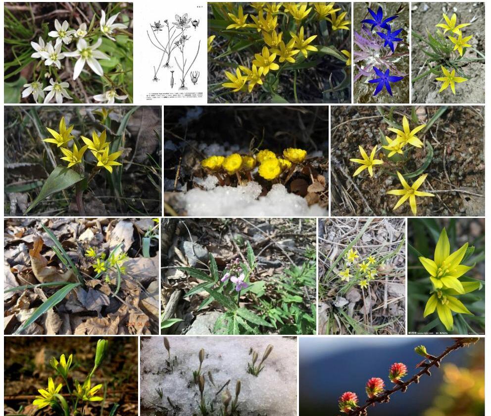 三花顶冰花照片和图片/