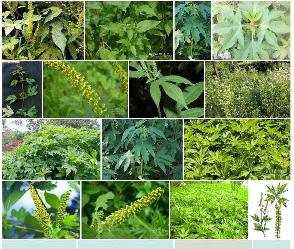 三裂叶豚草照片和图片/