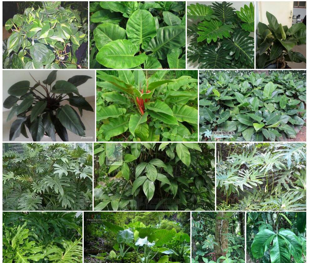 三裂喜林芋照片和图片/