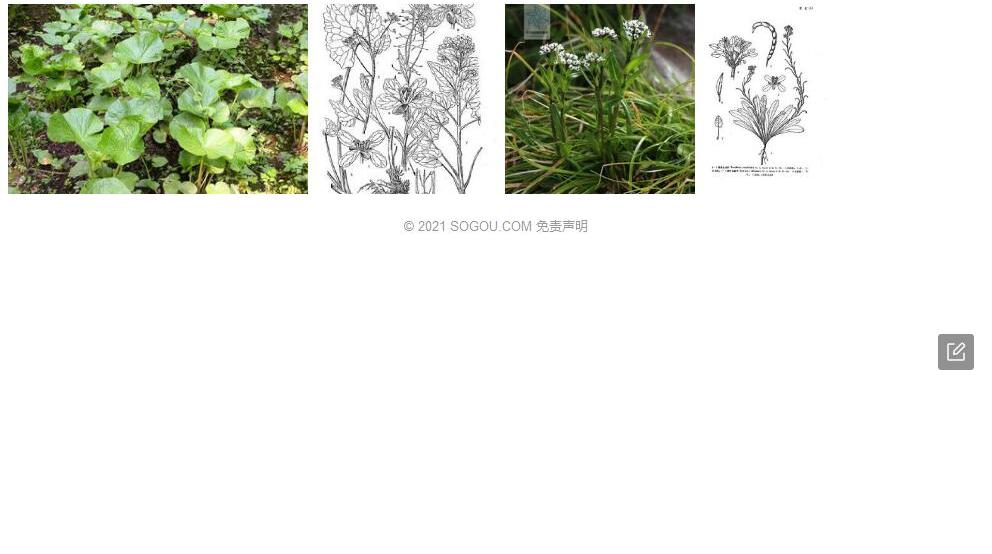 三角叶山萮菜照片和图片/