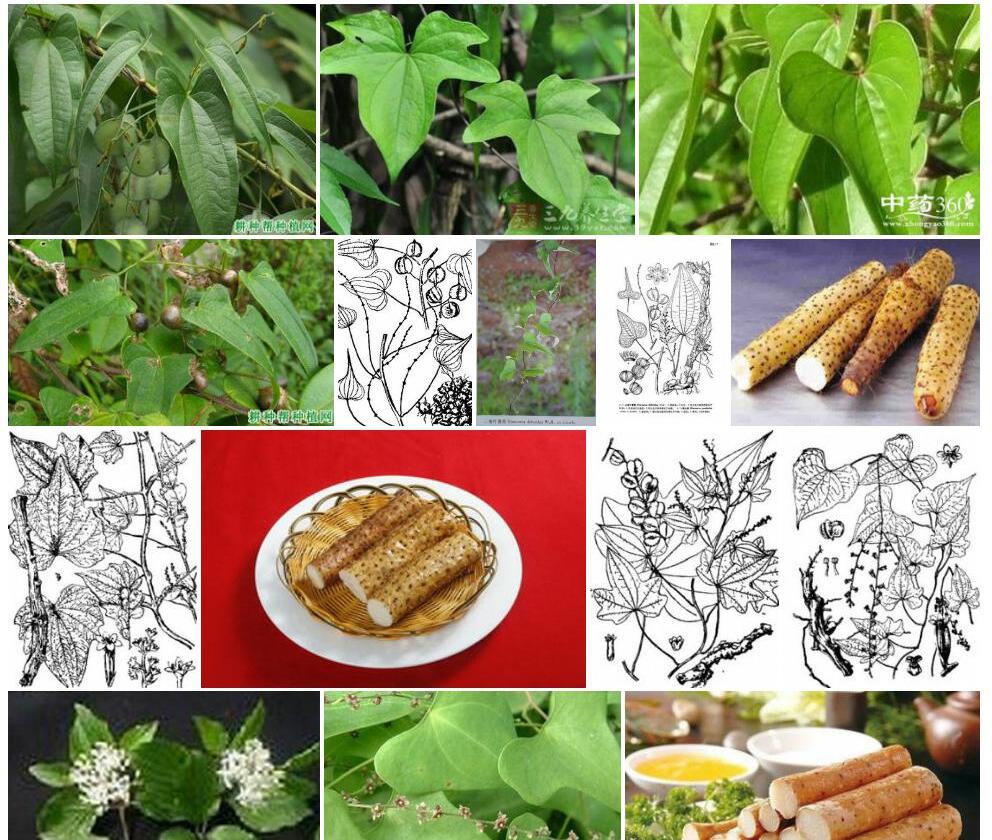 三角叶薯蓣照片和图片/