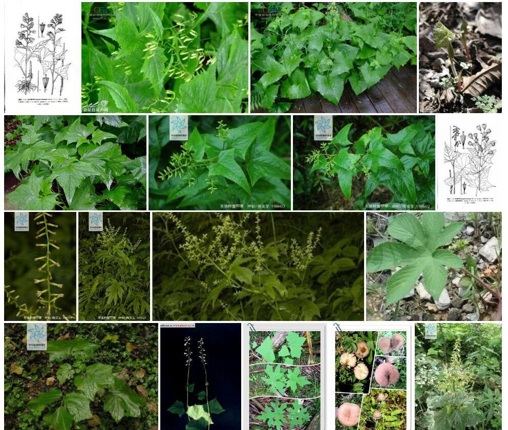 三角叶蟹甲草照片和图片/