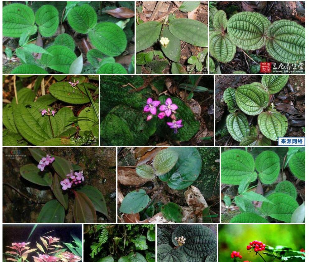 三角齿锦香草照片和图片/
