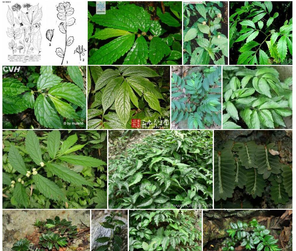 三齿钝叶楼梯草照片和图片/