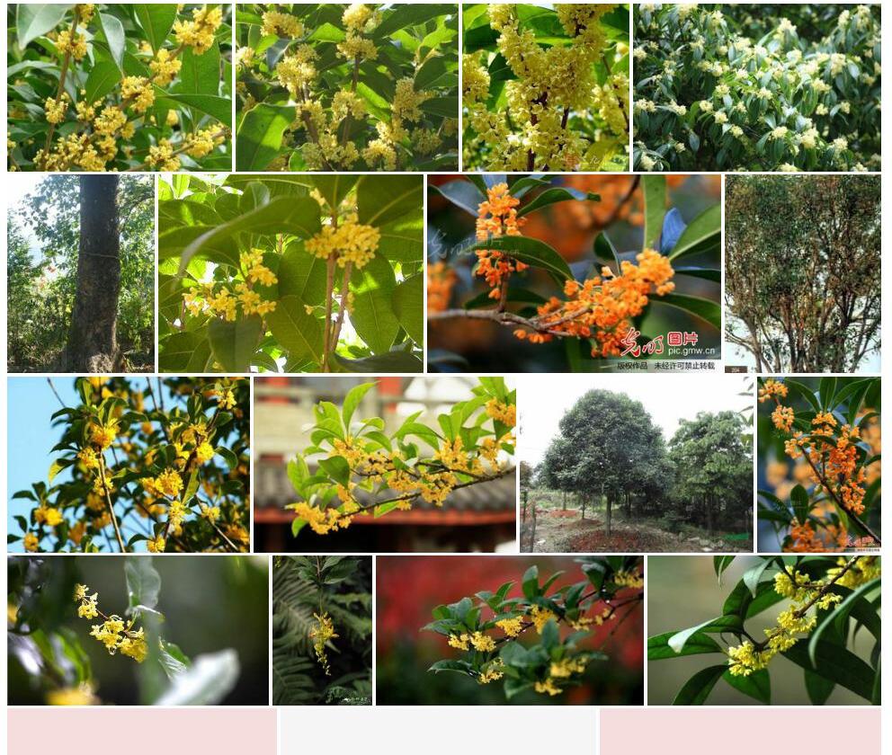 上思山桂花照片和图片/