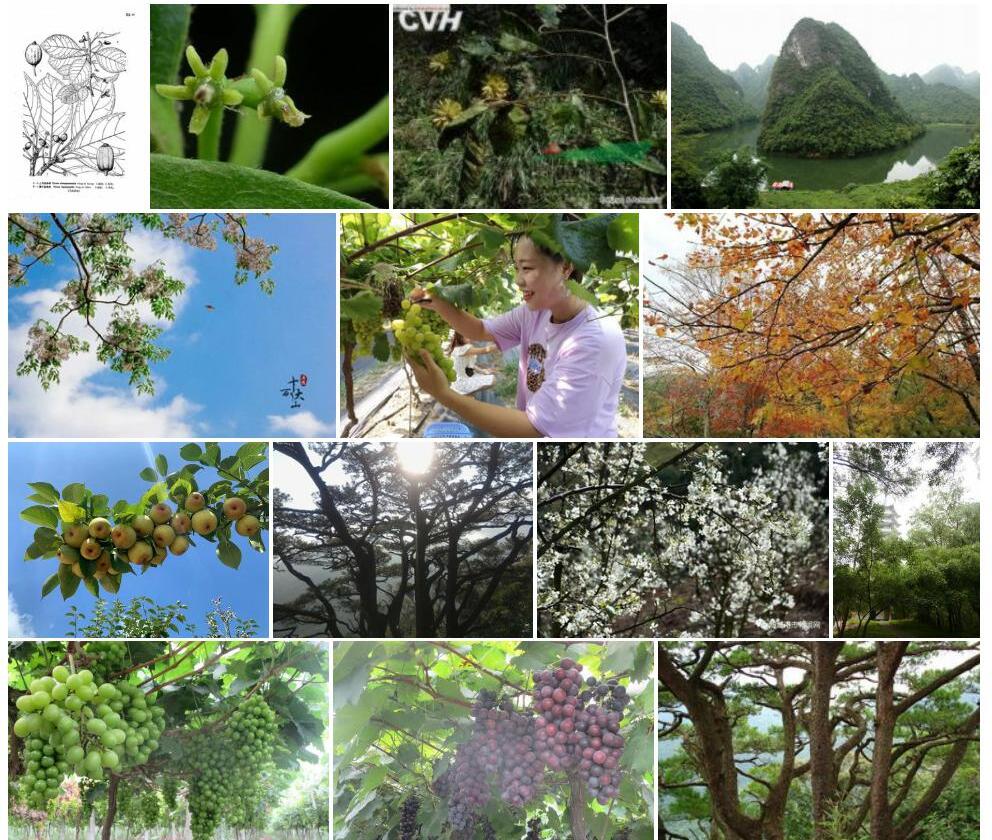 上思蓝果树照片和图片/