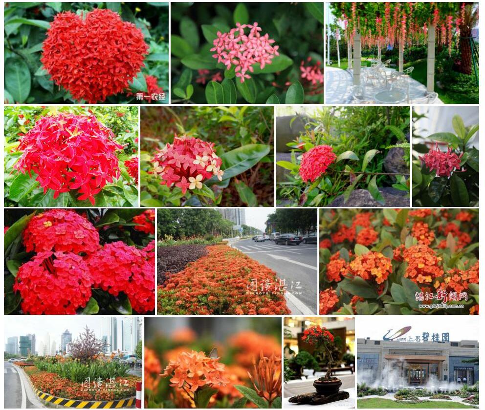上思龙船花照片和图片/