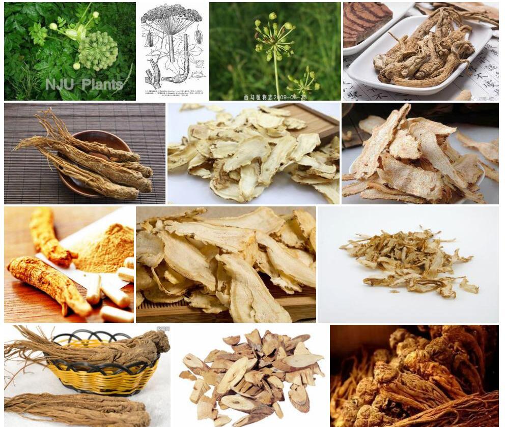 下延叶古当归照片和图片/