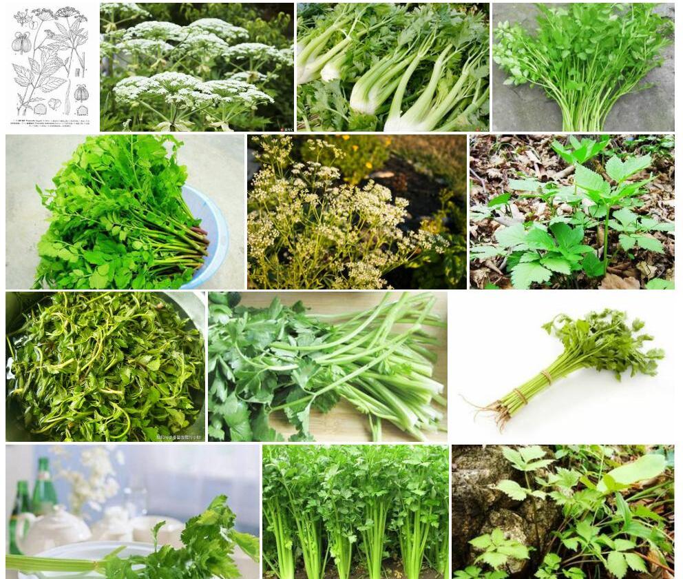下曲茴芹照片和图片/