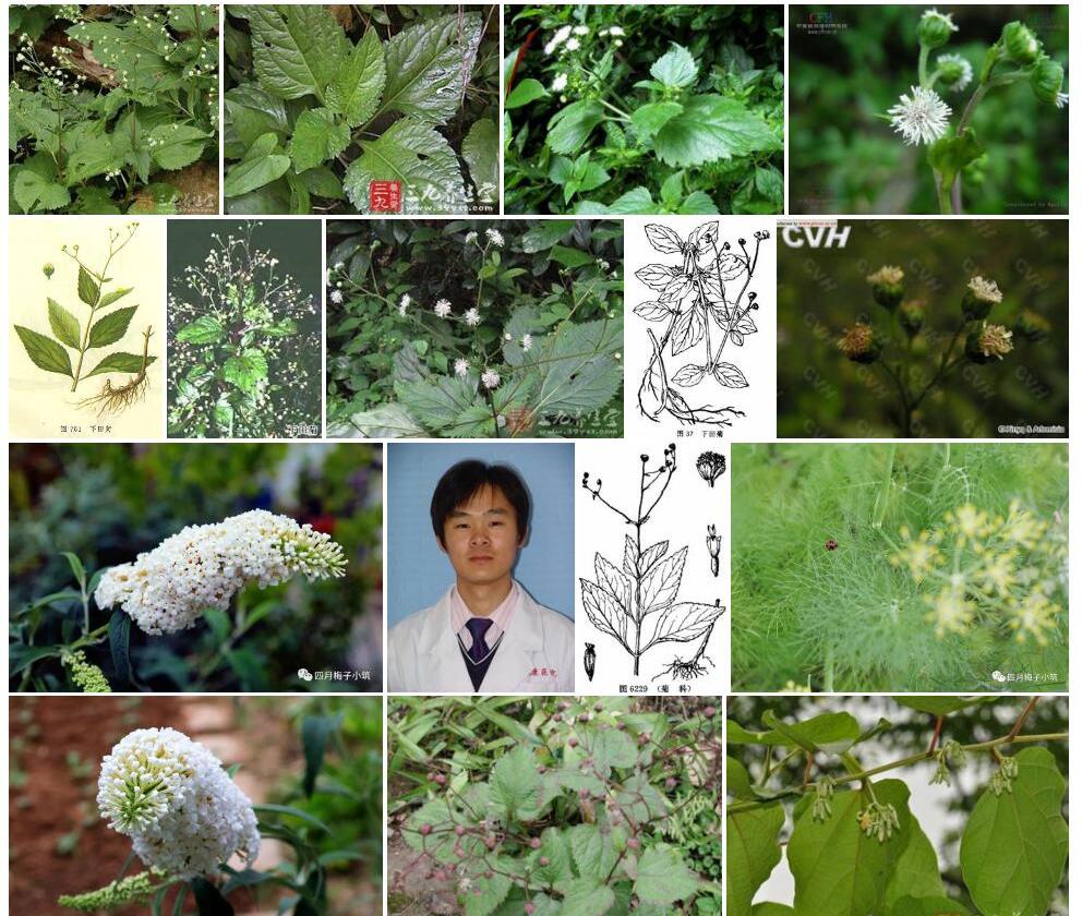 下田菊照片和图片/
