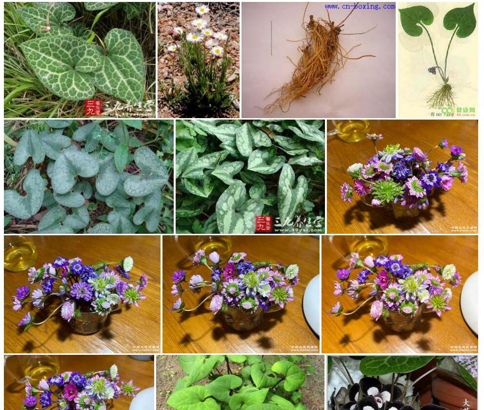 下花细辛照片和图片/