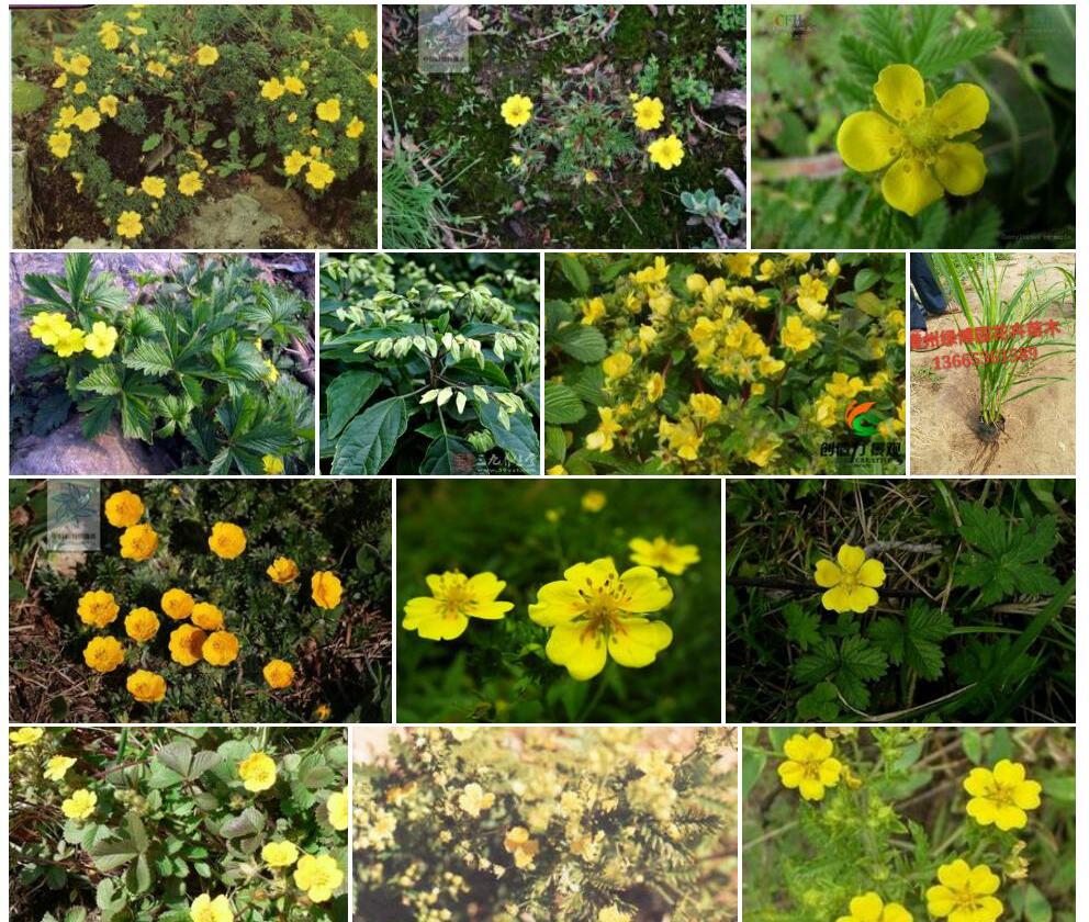 丛生荽叶委陵菜照片和图片/