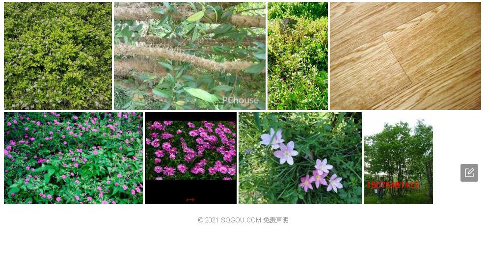 丛花柞木照片和图片/