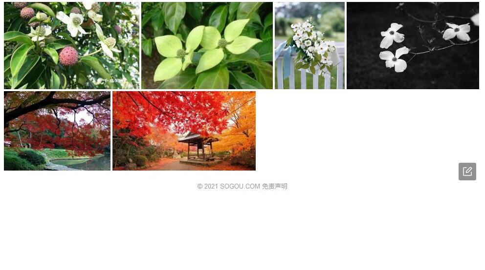 东京四照花照片和图片/