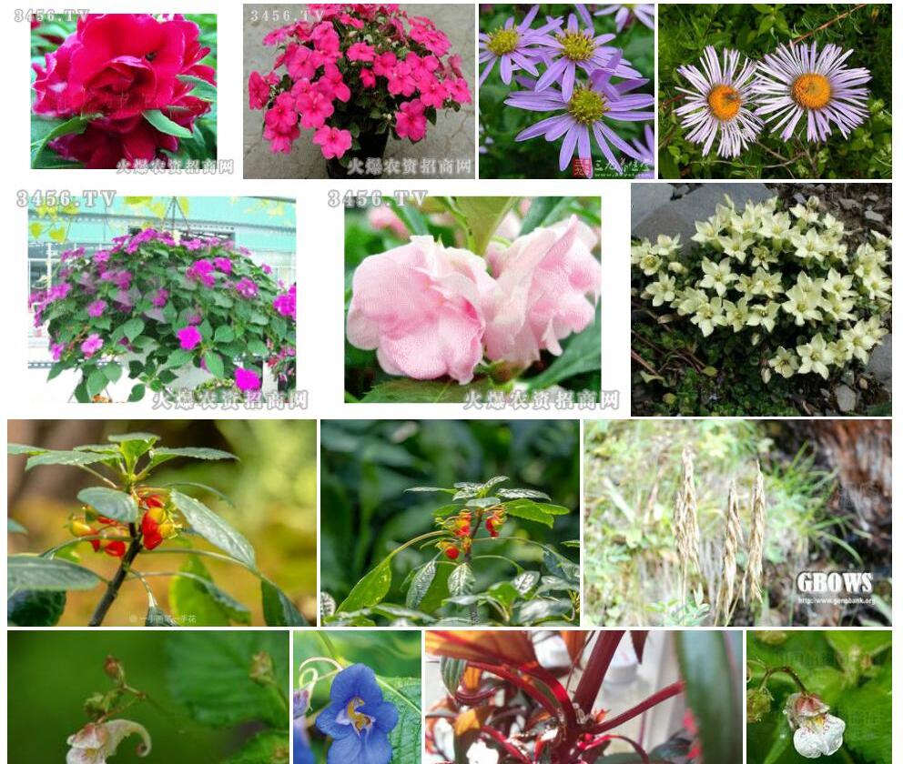 东俄洛凤仙花照片和图片/