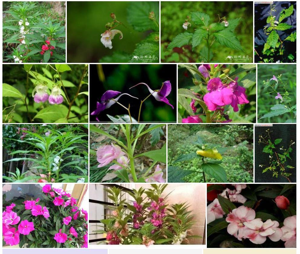 东北凤仙花照片和图片/