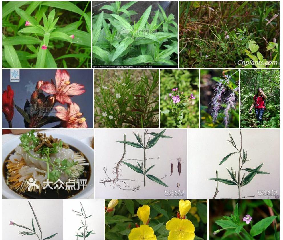 东北柳叶菜照片和图片/