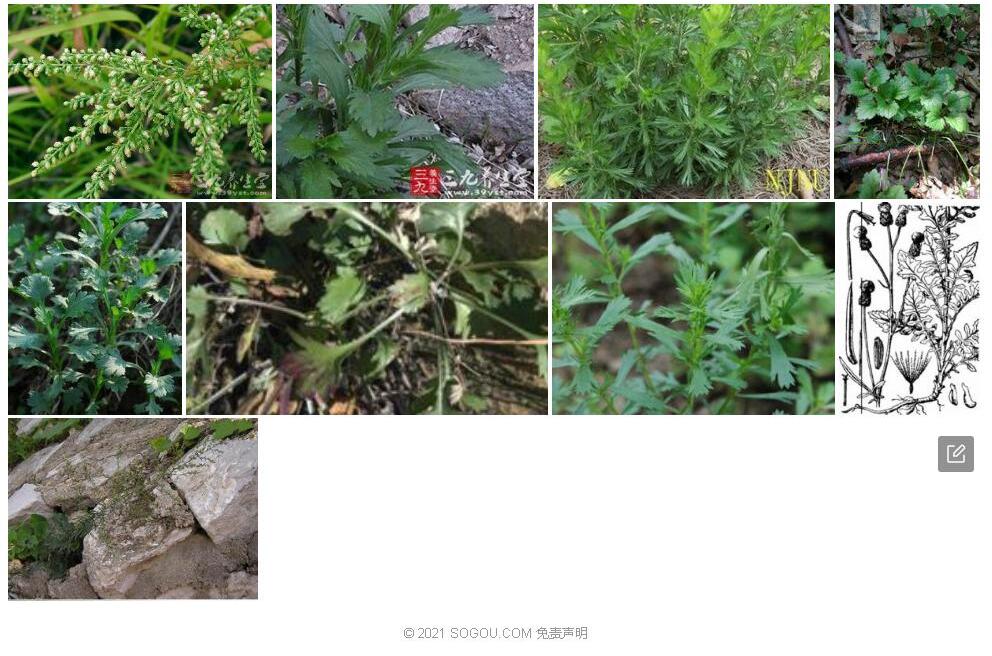 东北牡蒿照片和图片/