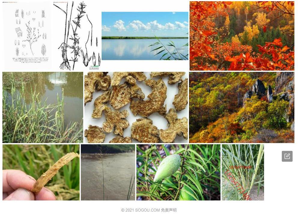 东北甜茅照片和图片/
