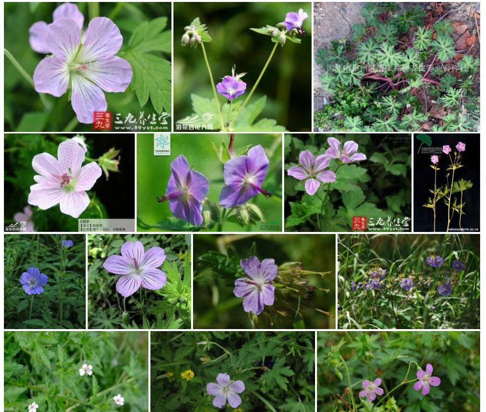 东北老鹳草照片和图片/