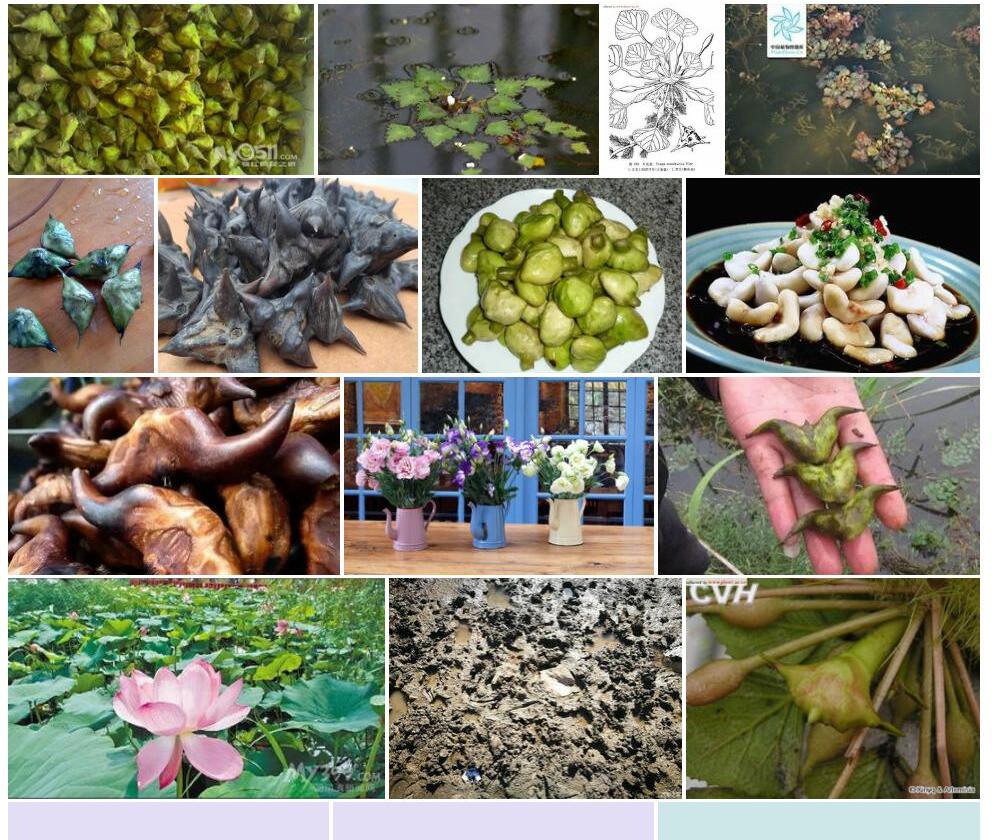 东北菱照片和图片/