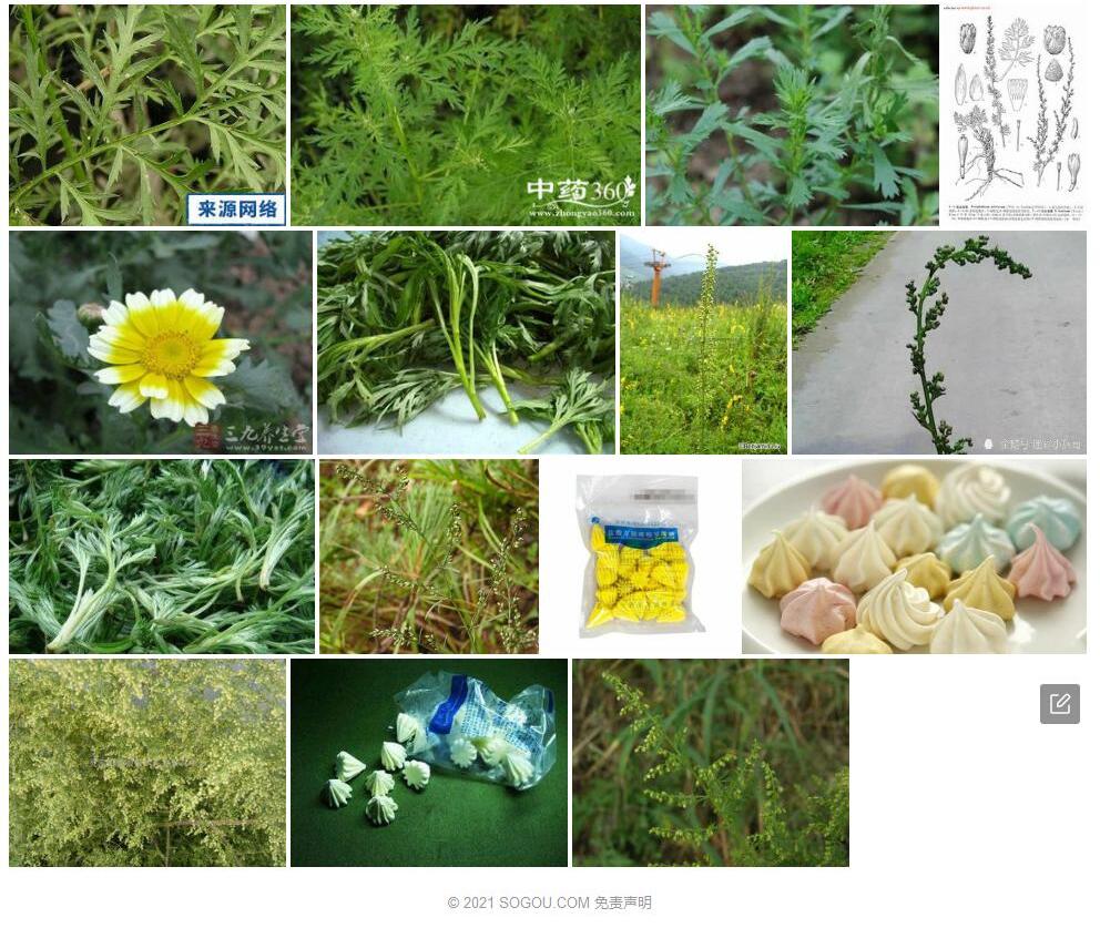 东北蛔蒿照片和图片/