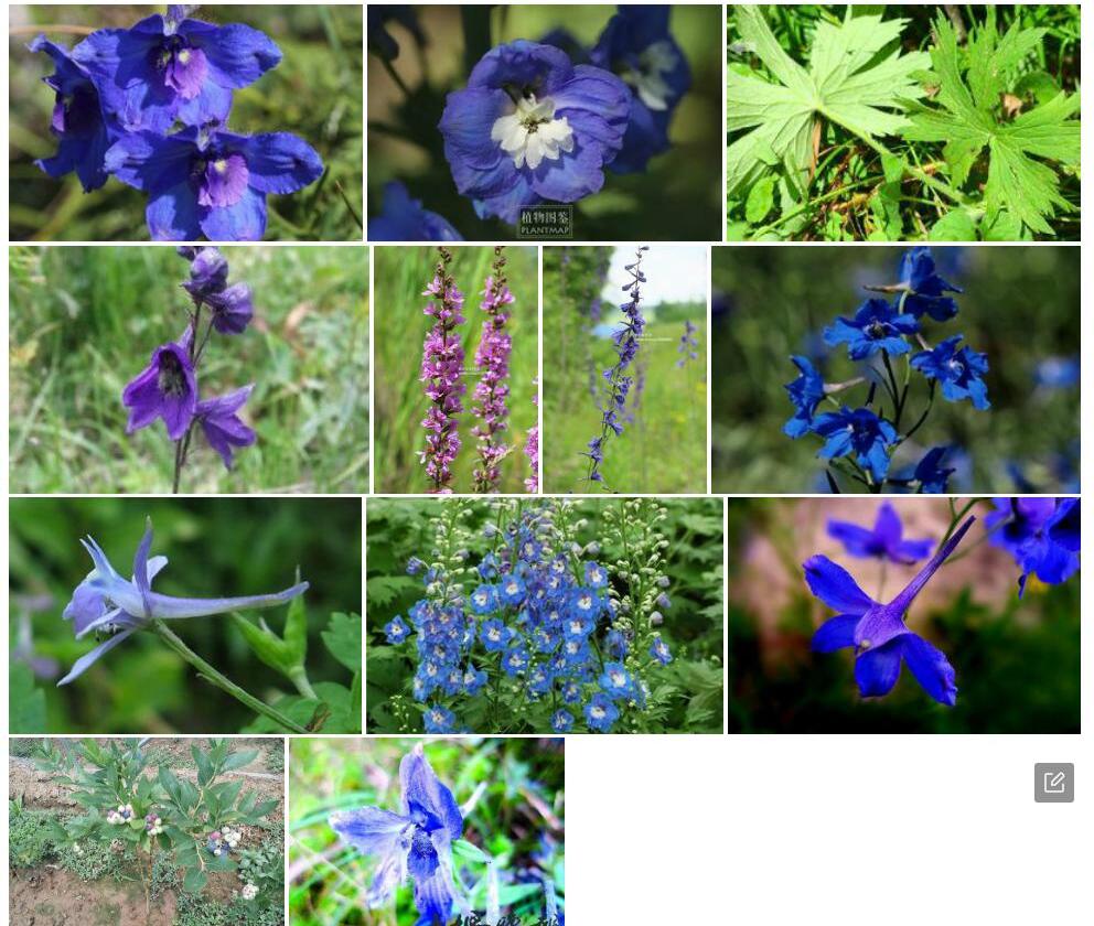 东北高翠雀花照片和图片/