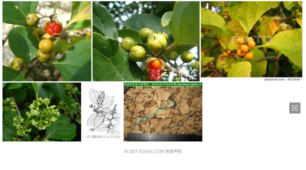 东南南蛇藤照片和图片/