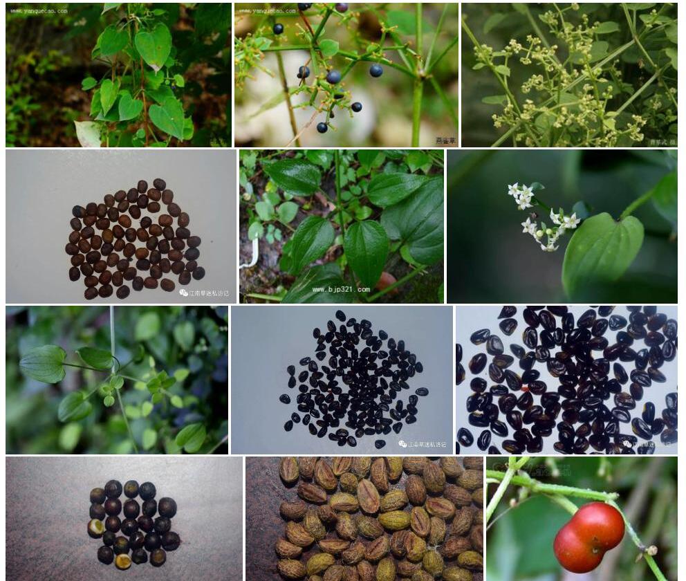 东南茜草照片和图片/